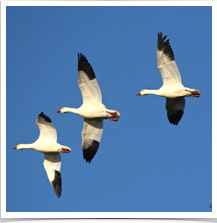 Snow Geese - Flying